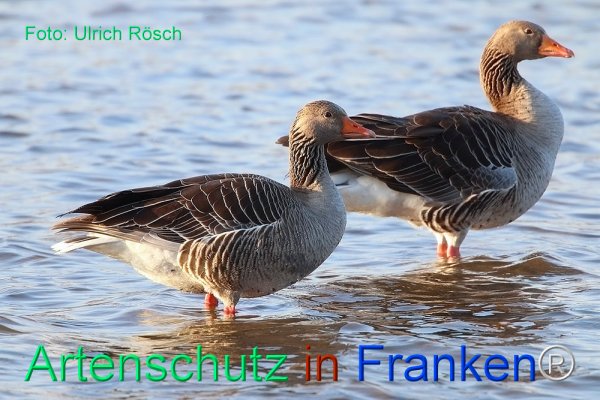 Copyright AiF Ulrich Rösch Bild zum Eintrag (82389-160)