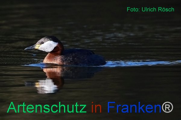 Copyright AiF Ulrich Rösch Bild zum Eintrag (82393-160)