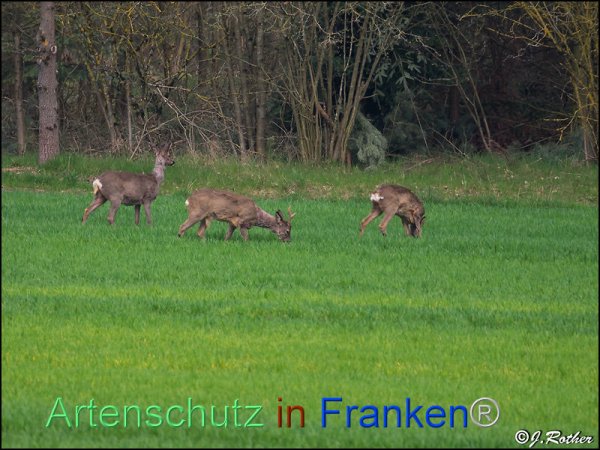 Bild zum Eintrag (82429-160)