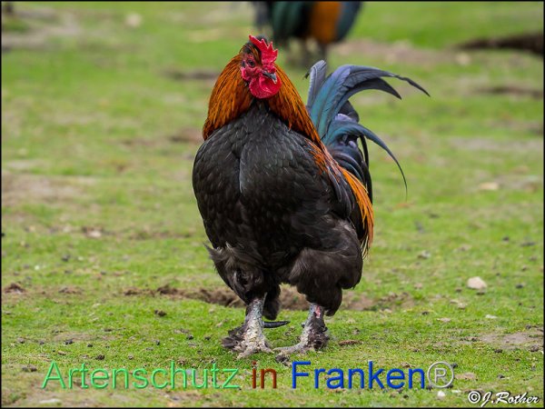 Bild zum Eintrag (82453-160)