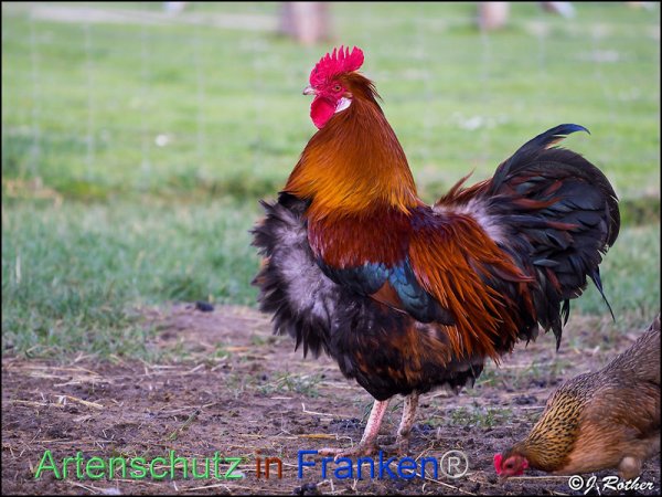 Bild zum Eintrag (82455-160)