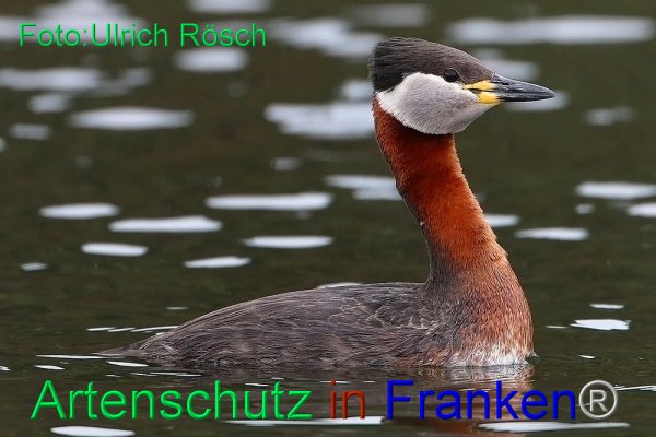 Copyright AiF Ulrich Rösch Bild zum Eintrag (82507-160)