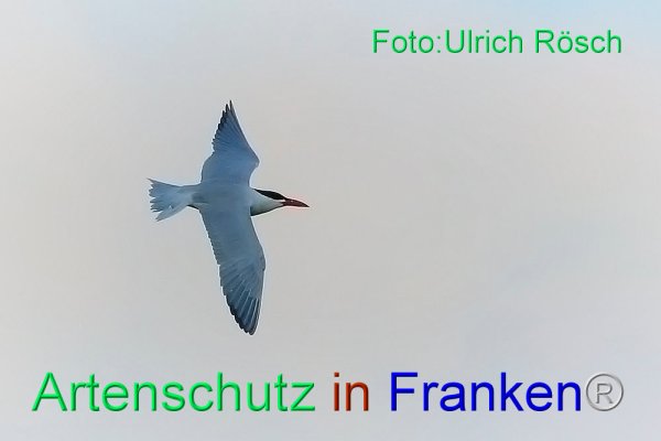 Bild zum Eintrag (82512-160)