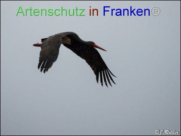 Bild zum Eintrag (82568-160)