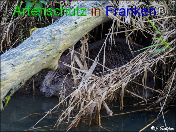 Copyright AiF Johannes Rother Bild zum Eintrag (82596-160)