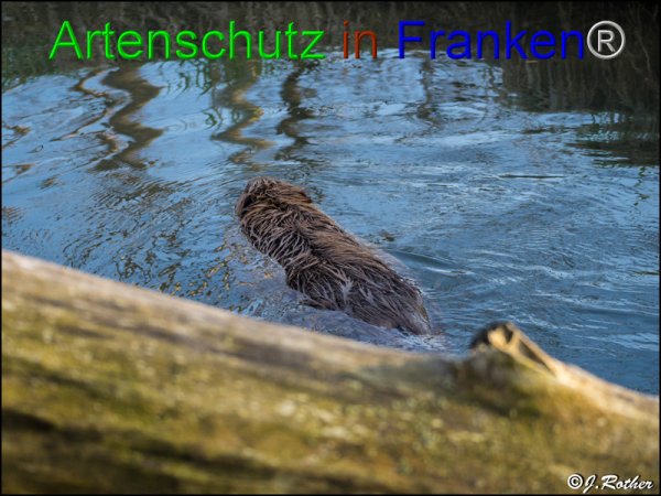 Copyright AiF - Johannes Rother Bild zum Eintrag (82602-160)