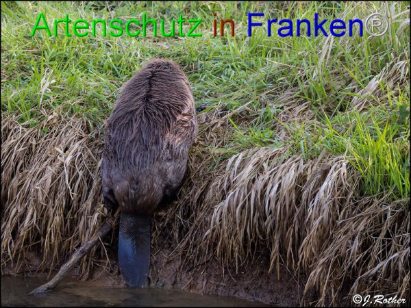 Copyright AiF Johannes Rother Bild zum Eintrag (82603-160)