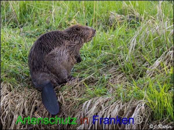 Copyright AiF Johannes Rother Bild zum Eintrag (82605-160)