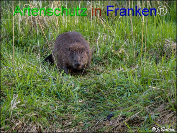 Copyright AiF Johannes Rother Bild zum Eintrag (82612-160)
