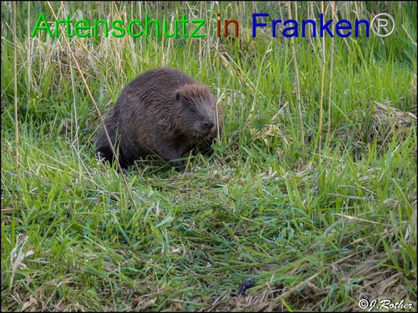 Copyright AiF Johannes Rother Bild zum Eintrag (82613-160)