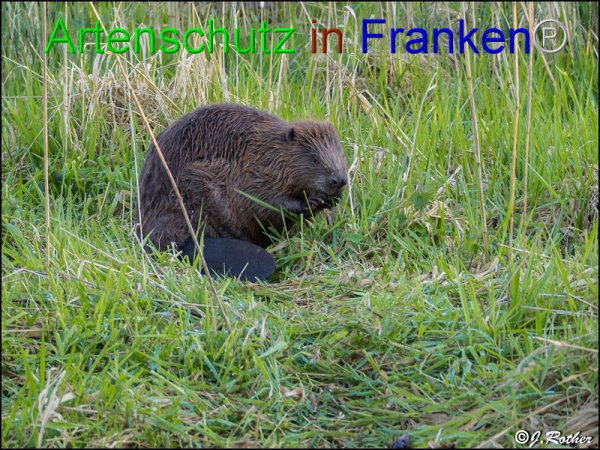 Copyright AiF Johannes Rother Bild zum Eintrag (82614-160)