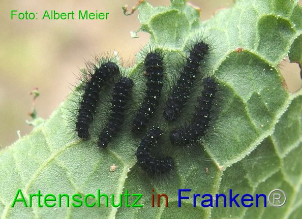 Bild zum Eintrag (82652-160)