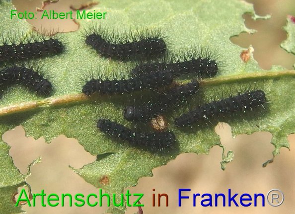 Bild zum Eintrag (82653-160)