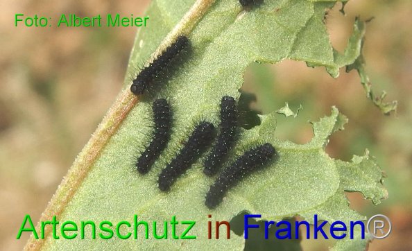 Bild zum Eintrag (82654-160)