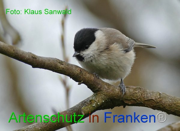 Copyright AiF - Klaus Sanwald Bild zum Eintrag (82669-160)