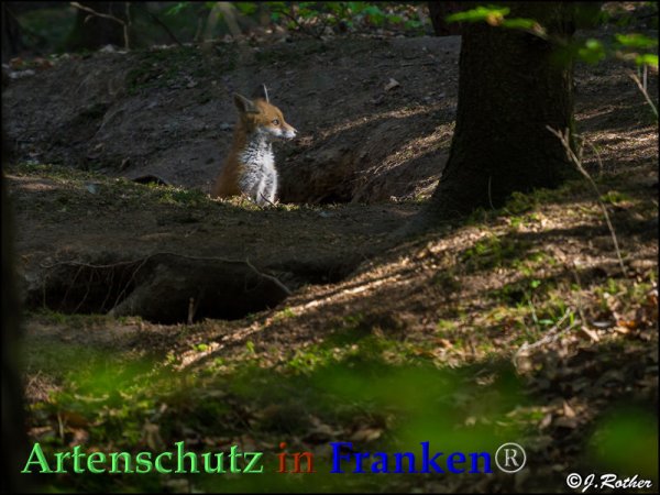 Bild zum Eintrag (82752-160)