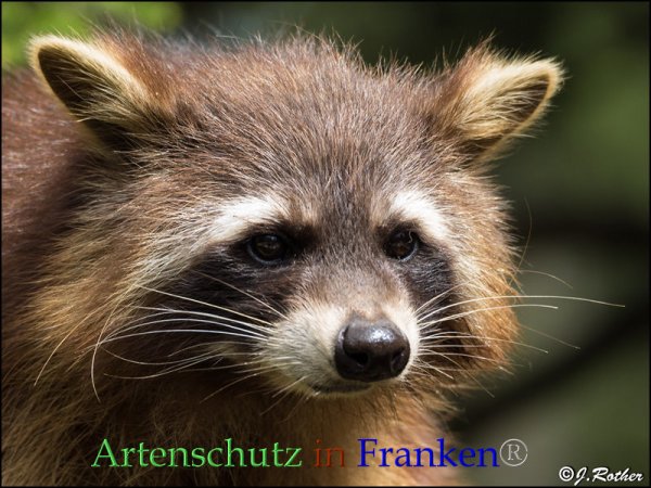 Copyright AiF Johannes Rother Bild zum Eintrag (82767-160)
