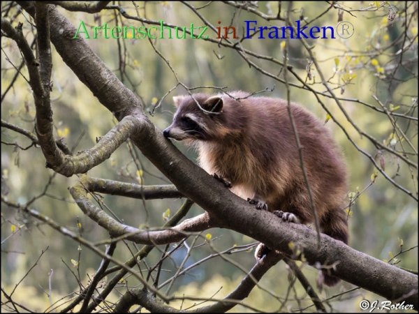 Copyright AiF Johannes Rother Bild zum Eintrag (82774-160)