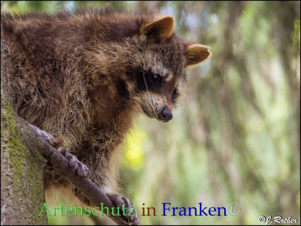 Copyright AiF Johannes Rother Bild zum Eintrag (82775-160)