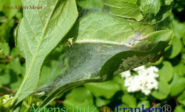 Copyright AiF - Albert Meier Bild zum Eintrag (82793-160)