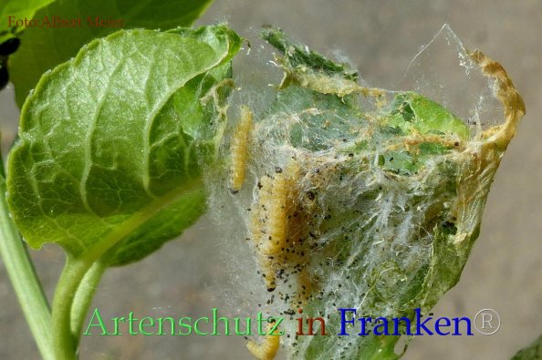 Copyright AiF - Albert Meier Bild zum Eintrag (82794-160)