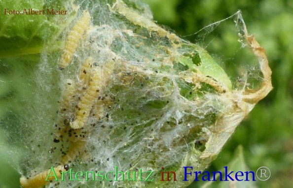 Copyright AiF - Albert Meier Bild zum Eintrag (82795-160)