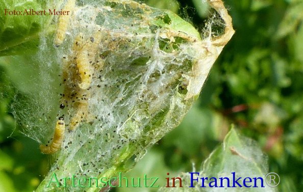 Copyright AiF - Albert Meier Bild zum Eintrag (82797-160)