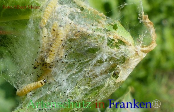 Copyright AiF - Albert Meier Bild zum Eintrag (82798-160)