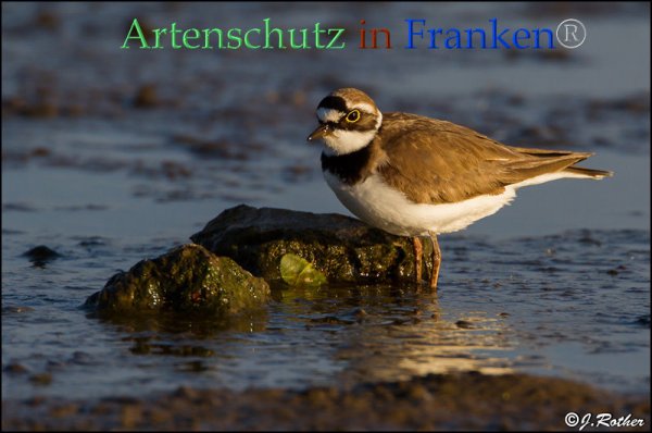 Copyright AiF Johannes Rother Bild zum Eintrag (82810-160)