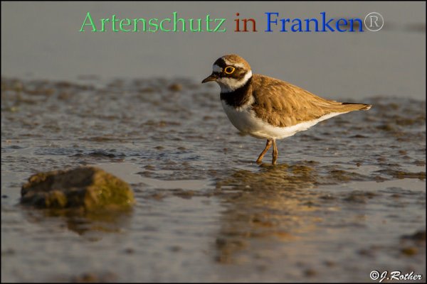 Copyright AiF Johannes Rother Bild zum Eintrag (82811-160)