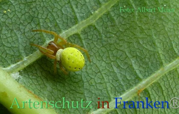 Copyright AiF - Albert Meier Bild zum Eintrag (82827-160)