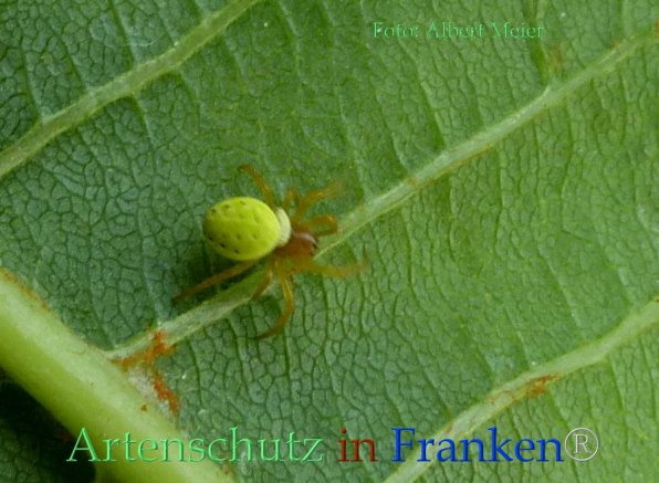 Copyright AiF - Albert Meier Bild zum Eintrag (82828-160)