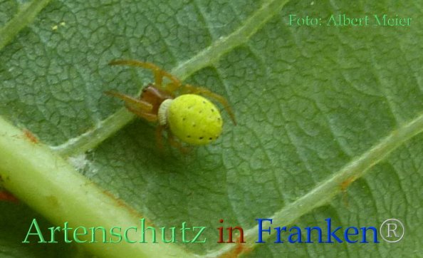 © Artenschutz in Franken® Bild zum Eintrag (82829-160)