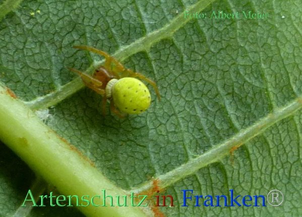 Copyright AiF - Albert Meier Bild zum Eintrag (82830-160)