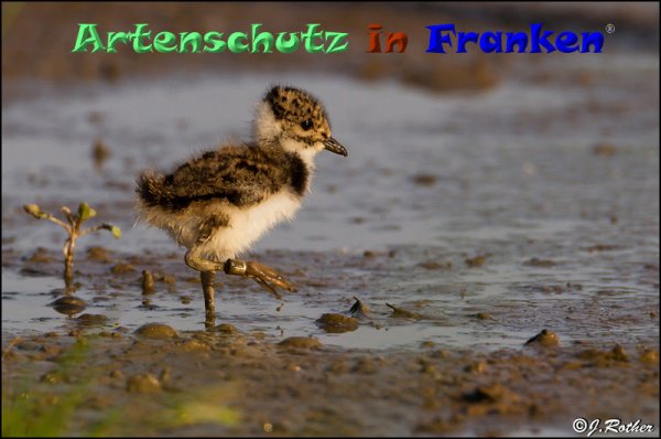 Copyright AiF Johannes Rother Bild zum Eintrag (82881-160)