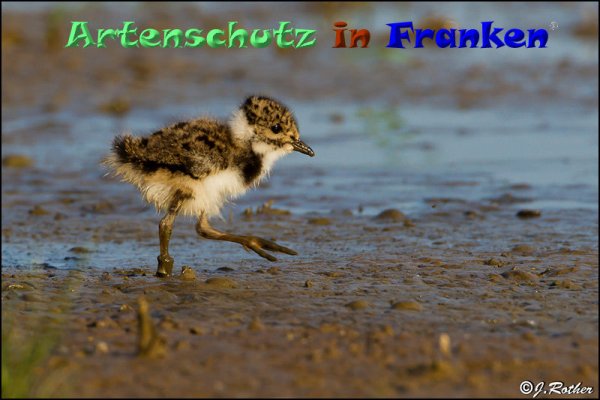 Copyright AiF Johannes Rother Bild zum Eintrag (82882-160)