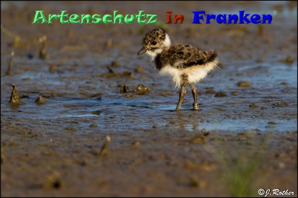 Copyright AiF Johannes Rother Bild zum Eintrag (82883-160)