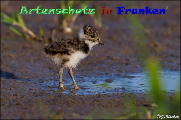 Copyright AiF Johannes Rother Bild zum Eintrag (82884-160)