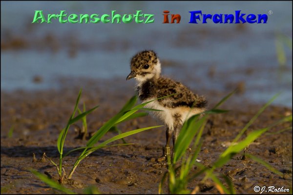 Copyright AiF Johannes Rother Bild zum Eintrag (82885-160)