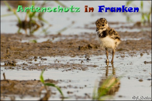 Copyright AiF Johannes Rother Bild zum Eintrag (82886-160)