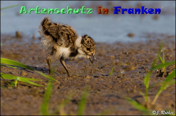 Copyright AiF Johannes Rother Bild zum Eintrag (82887-160)