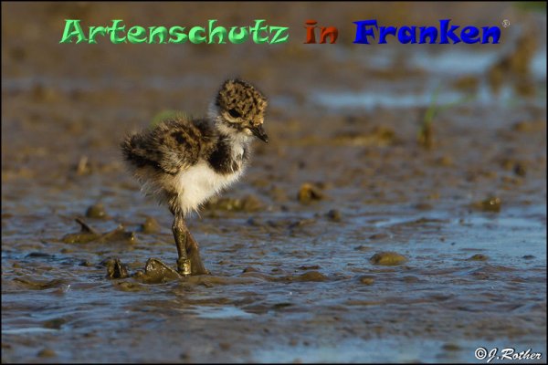 Copyright AiF Johannes Rother Bild zum Eintrag (82888-160)