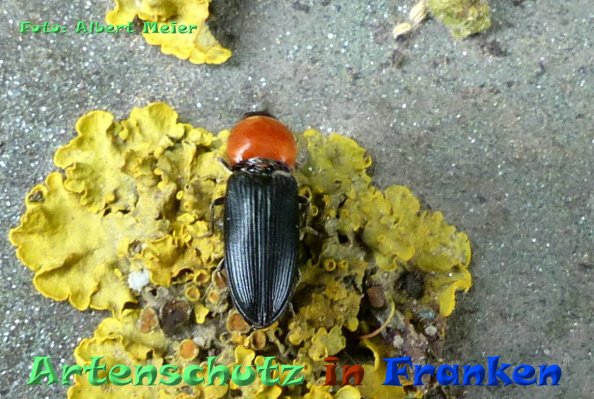 Copyright AiF - Albert Meier Bild zum Eintrag (83157-160)