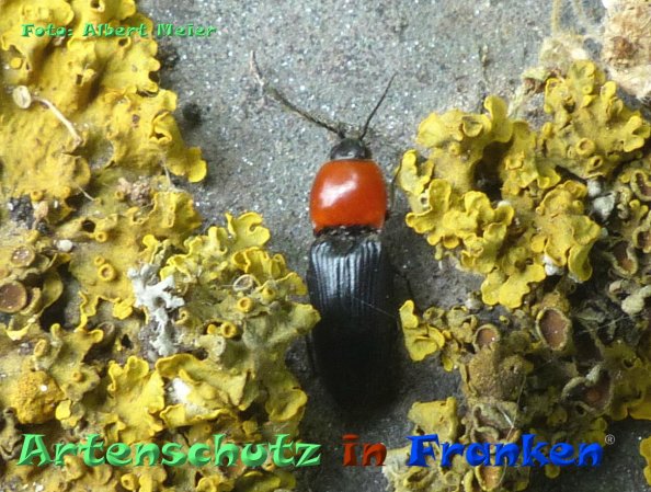 Copyright AiF - Albert Meier Bild zum Eintrag (83158-160)