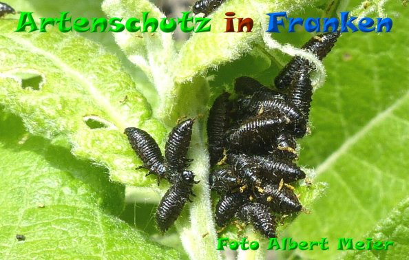 Copyright AiF - Albert Meier Bild zum Eintrag (84084-160)