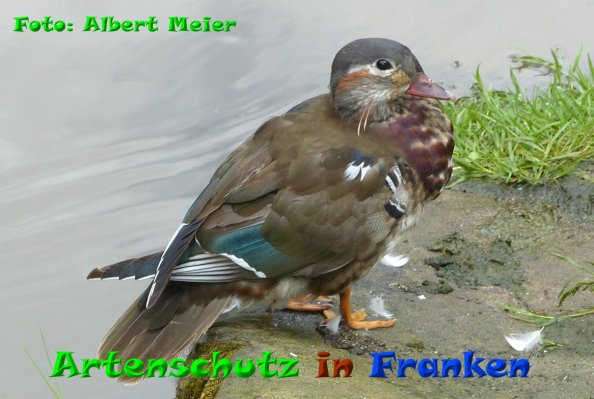 Copyright AiF - Albert Meier Bild zum Eintrag (84171-160)