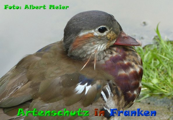 Copyright AiF - Albert Meier Bild zum Eintrag (84172-160)