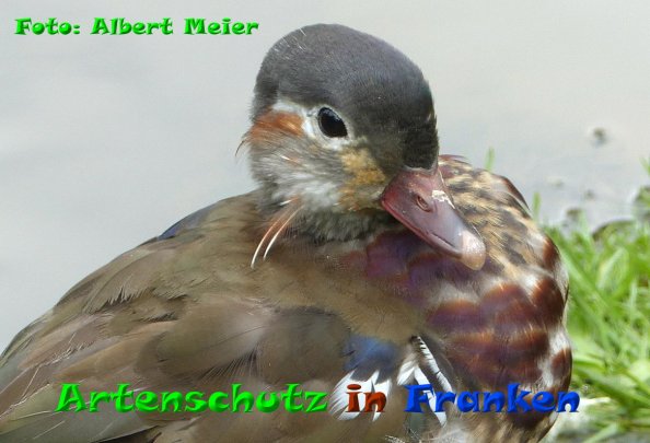 Copyright AiF - Albert Meier Bild zum Eintrag (84173-160)