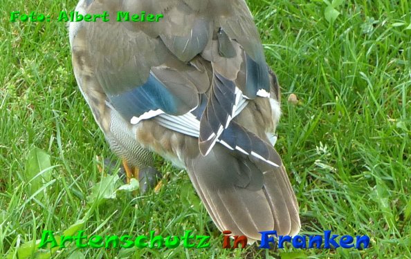 Copyright AiF - Albert Meier Bild zum Eintrag (84175-160)