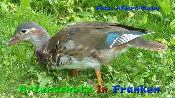 Copyright AiF - Albert Meier Bild zum Eintrag (84176-160)